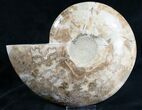Beautiful Choffaticeras Ammonite - Half #7576-3
